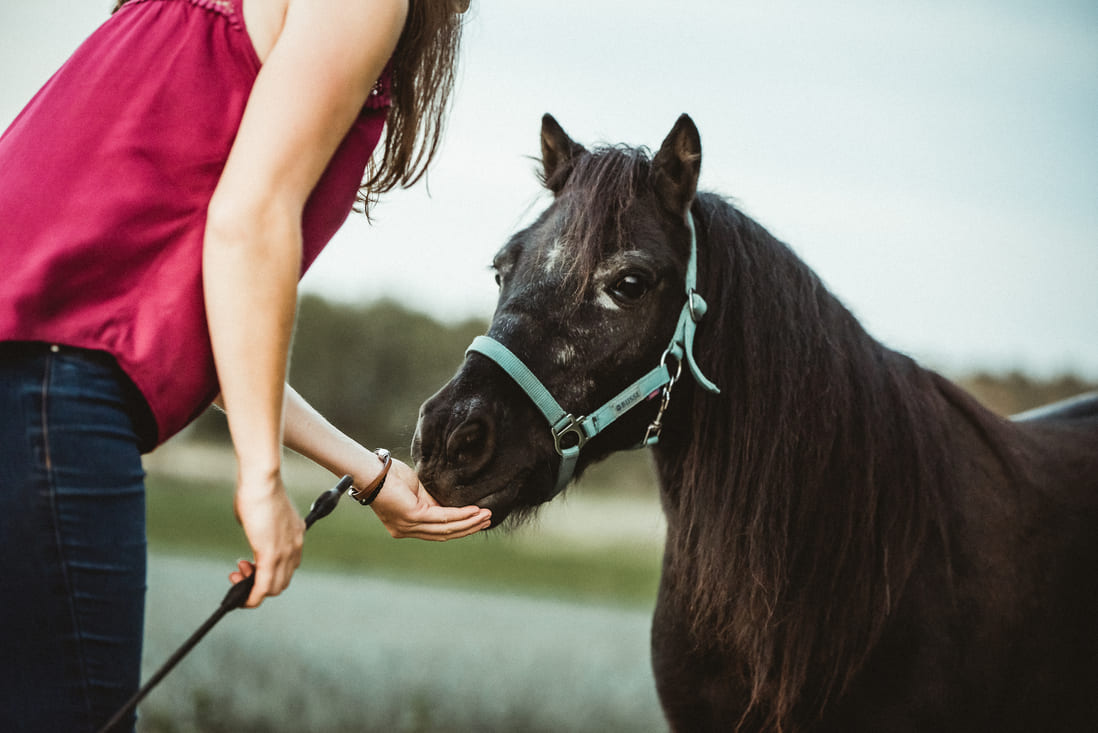 Tabea-Richter-Achtsames-Pferdetraining (35) Tabea-Richter-Achtsames-Pferdetraining-Frau-gibt-aufmerksamen-schwarzen-Pony-mit-blauem-Halfter-Leckerlie