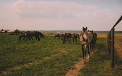 Die Bedürfnisse von Pferd und Mensch – Wie du und dein Pferd euch wirklich versteht
