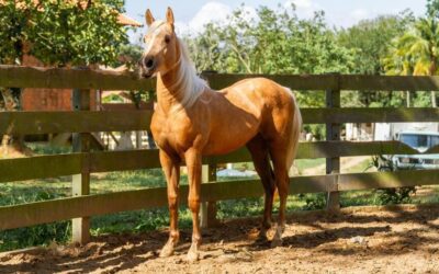 Warum dein Pferd unruhig ist und sich nicht entspannt – und wie du das ändern kannst